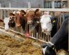 European Master in Sustainable Animal Nutrition and Feeding (EM-SANF)