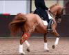 Exclusive PRE/Andalusian/warmblood Dressage horses