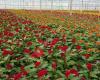 Feiko Sonneveld Quality Celosia