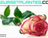 FleursetPlantes.com