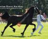 Friesian Horse Auction