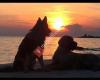 Genieten op Texel en je hond mag mee