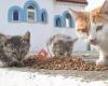 Help Greek Cats Shop