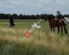 Hippisch Centrum Bodegraven