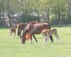 Hippisch Centrum Midden Brabant