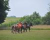 Hogeboom Paardencoaching