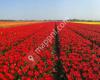 Holland Flower House