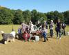 Hondenspeelweide 't Greun Veldje