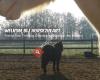 Horse2Heart - Therapie, Coaching en Pastoraat met paarden