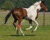 Horsebalanz