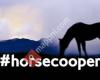 Horsecooper