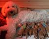 Indy en haar doodles