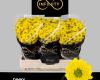 Infinity Chrysanten 2 V.O.F.