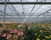 Interplant Roses B.V.