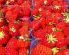 Jacobs Fruit Supply