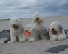 Jemmac's old english sheepdogs