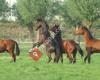 Jenny's sporthorses