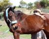 Joey Philips Cranio Sacraal en Trust Technique voor paarden en huisdieren