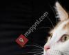 K.A.T. Kattengedrag, Advies & Therapie