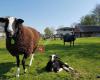 Kinderboerderij De Beestenbende