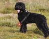 Labradoodle trimsalon Spakenburg