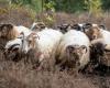 Landgoed Twente Fair