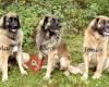 Leonbergers From The Isle Of The North