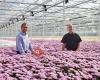 Linflowers Chrysanten