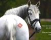 LIVING-life Paardencoaching