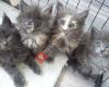 Main Coon cattery with Love