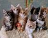 Maine Coon Cattery Bumas