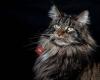 Maine coon cattery Mesifety