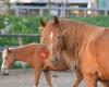 Manege Stichting Waveren