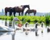 Meerveld Horses