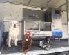 Mobile DogWash