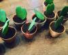 Mooi Groen 'Creatief bloemenhuis'