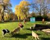 NME-Centrum en kinderboerderij De Elzenhoek