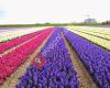Nord Lommerse Flower Bulb Group