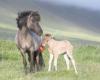 NSIJP   Nederlands Stamboek voor IJslandse Paarden