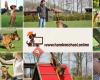 Online Hondenschool