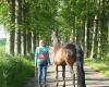 Osteopathie voor Paarden en Honden - Linda van der Voorn