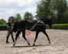 Paard & Begrip