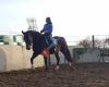 Paard en training Sabine