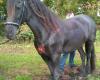 Paarden scheerservice noord Nederland