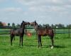 Paardenfokkerij Hoeve Weltevreden