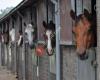 Paardensportcentum de Lourenshoeve