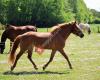 Paardenstal nieuw heegt,  Aalten