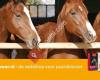 Paardenvoer