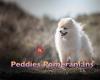 Peddies Pomeranians