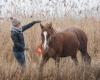 PonyTales Healthy Horsemanship